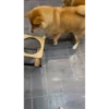 Shiba Inu Videos 19