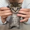 kitty'їs 20