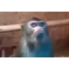Monos cool @elvalledelassombras :: @fStikBot 17