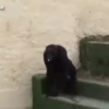 cute monkeys 16
