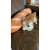 Shiba Inu Videos 21