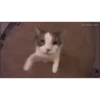 котики длR котRт х2 :: @fStikBot 16