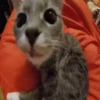 Kitty Pack 17