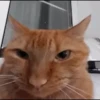 Kitties2 17