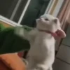 Kitties2 18