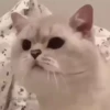 cat unic mass 17