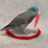 videopopuga 17