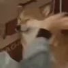 Shiba Inu Videos 22