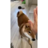 Shiba Inu Videos 23