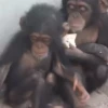 cute monkeys 18