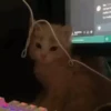 @cgifs Cats 19