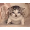 Kitties2 20