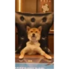 Shiba Inu Videos 24