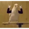 videopopuga 18