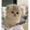Kitties2 21
