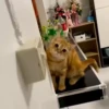 kitty'їs 21