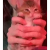 Kitties2 22
