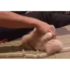 котики длR котRт х2 :: @fStikBot 20