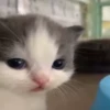 котики длR котRт х2 :: @fStikBot 21