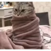 Kitties2 23