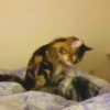 kitty'їs 22