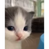 cats (gifs) 10