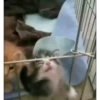 котики длR котRт х2 :: @fStikBot 23