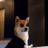 Shiba Inu Videos 25