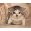 котики длR котRт х2 :: @fStikBot 25