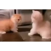 Kitties2 24