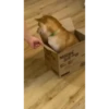 Shiba Inu Videos 26