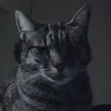 kitty'їs 23