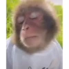 Monos cool @elvalledelassombras :: @fStikBot 22