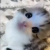 kitty'їs 24