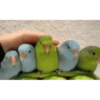 videopopuga 22