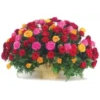 Flowers 2 21