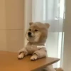 Shiba Inu Videos 27