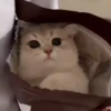 Kitty Pack 22
