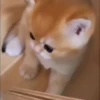 kitty'їs 25