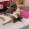 kitty'їs 26