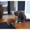 котики длR котRт х2 :: @fStikBot 27