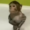 cute monkeys 23
