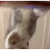котики длR котRт х2 :: @fStikBot 28