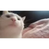 Kitties2 25