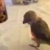 videopopuga 24