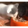 Kitties2 26