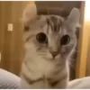 Kitties2 27
