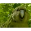 videopopuga 25