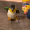 videopopuga 27