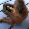 cute monkeys 25